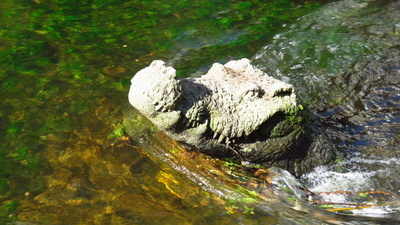 Krokodil im Gewerbekanal Krokodil im Gewerbekanal